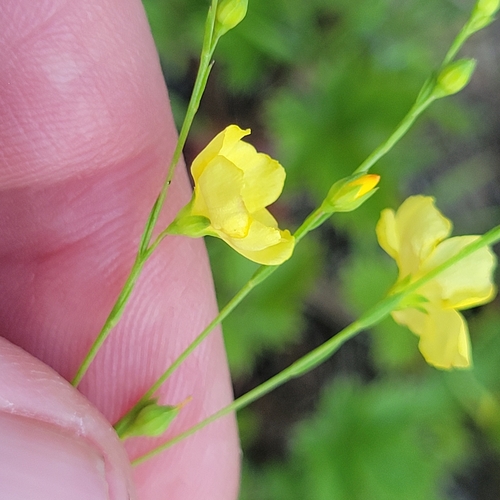 Image of Linum intercursum by (c) Matt Pelikan, some rights reserved (CC BY)