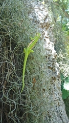 Bradypodion pumilum