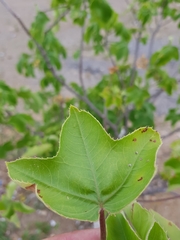 Jatropha mollissima