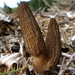 Landscaping Black Morel - Photo (c) Laetiporus sulphureus, some rights reserved (CC BY-SA)