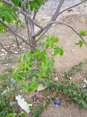 Jatropha mollissima