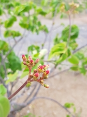 Jatropha mollissima