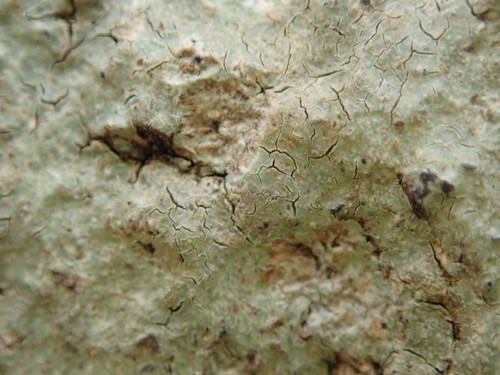Ionaspis alba image