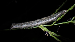 Condicinae