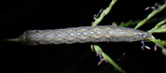 Condicinae
