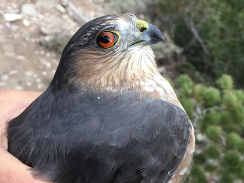 Sharp-shinned Hawk photographed in Nevada