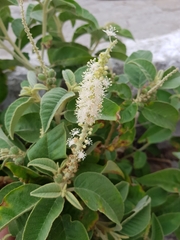 Croton heliotropiifolius