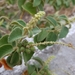 Croton heliotropiifolius - Photo (c) jairmaia,  זכויות יוצרים חלקיות (CC BY-NC)