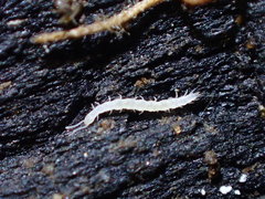 Scolopendrellidae