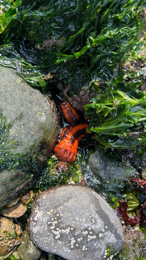 Orange Sea Cucumber from Fauntleroy, Seattle, WA, USA on July 4, 2023 ...