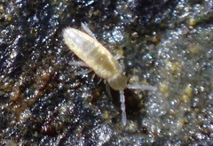 Pseudosinella