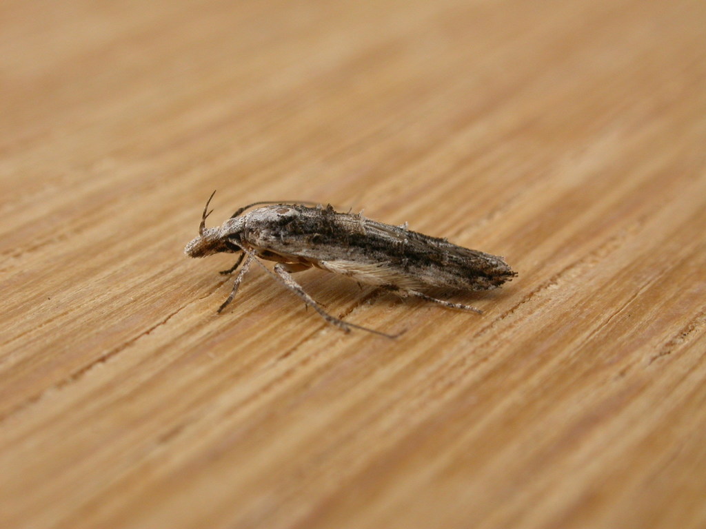 Trachydora musaea