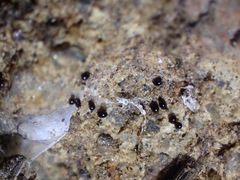 Galumnidae