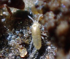 Pseudosinella
