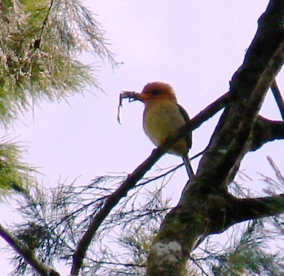 Mountain Kingfisher (Syma megarhyncha), photo 2
