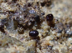 Galumnidae