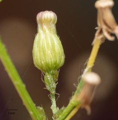 Uroleucon erigeronense
