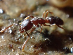 Hypoponera punctatissima