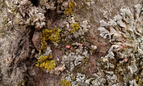 Illosporiopsis christiansenii image