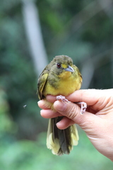 Bleda notatus