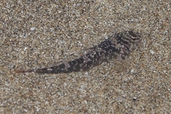 Bellapiscis lesleyae