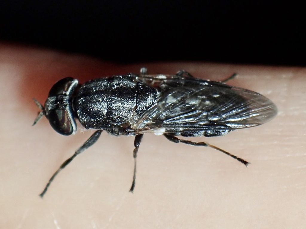 Dieuryneura