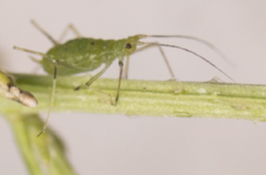 Uroleucon erigeronense
