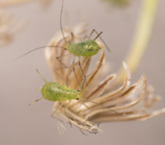 Uroleucon erigeronense