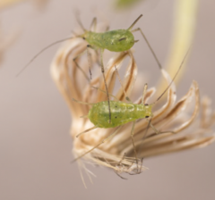 Uroleucon erigeronense