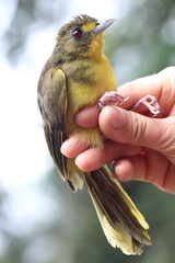 Bleda notatus