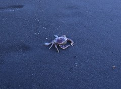 Ovalipes trimaculatus