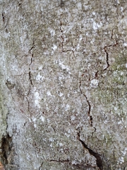 Cryptococcus fagisuga