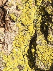 Candelaria concolor image