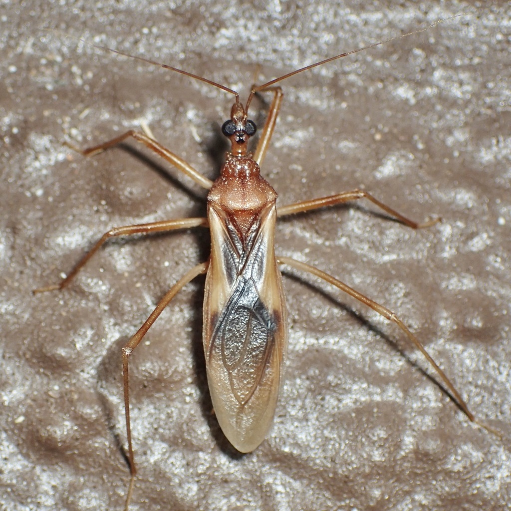 Zeluroides americanus