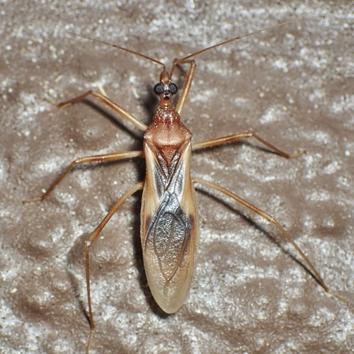 Zeluroides americanus