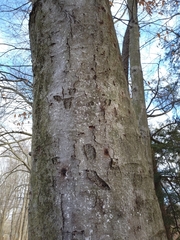 Cryptococcus fagisuga