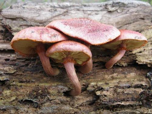 Yellow-gilled Gymnopilus