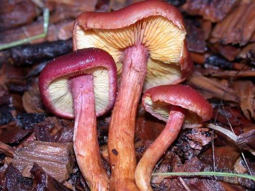 Yellow-gilled Gymnopilus