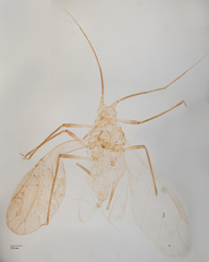 Uroleucon erigeronense