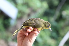 Bleda notatus