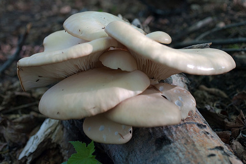 Pleurote du peuplier (Fungi of Boisé du Tremblay) · iNaturalist