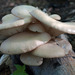Aspen Oyster Mushroom - Photo (c) Leo Papandreou, some rights reserved (CC BY-NC-SA)