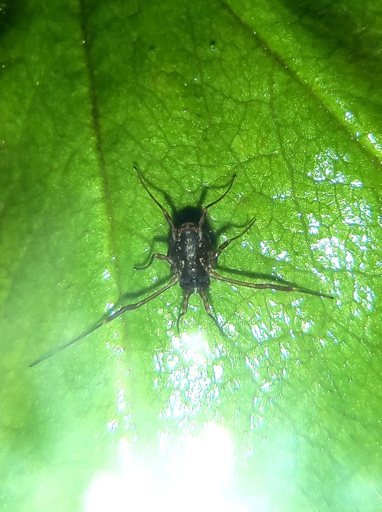 Oligolophinae from Краснобаковский р-н, Нижегородская обл., Россия on ...