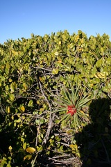Fascicularia bicolor