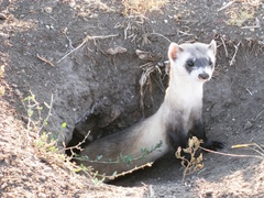 Mustela nigripes