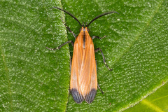 Correbia affinis