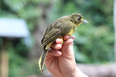 Bleda notatus