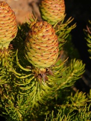 Leucadendron teretifolium