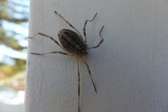 Odiellus troguloides