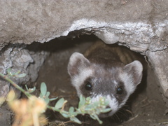 Mustela nigripes